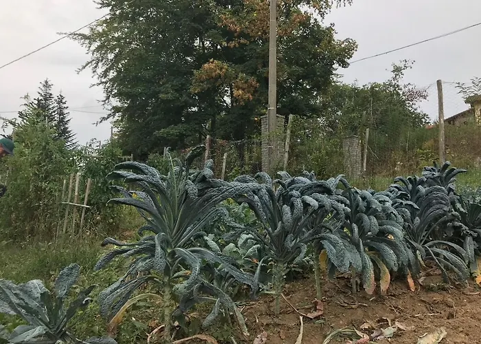 Casa Bicocchi Lanciole