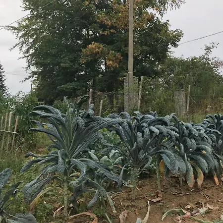 Casa Bicocchi Lanciole